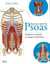 Exercices pour le Psoas