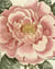 John Derian picture book II