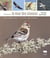 Comprendre la mue des oiseaux - une aide pour l'ornitho de terrain