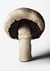 The Gourmand's Mushroom: A Collection of Stories & Recipes