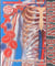 HUMAN BODY - DISCOVER MORE