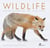 Wildlife photographer of the year 2020