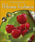 Arbres Fruitiers