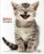 bébés Chats