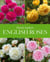 David Austin's : english roses