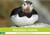 Macareux-moines des petits oiseaux originaux! (calendrier mural 2021 din a3 horizontal) - visite des