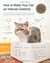 How to make your cat an internet celebrity