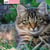 Le chat