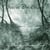 The Puressence Of Primitive Forests