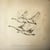Wild Geese