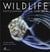 Wildlife photographer of the year 2019 - les plus belles photos de nature