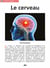 Le cerveau