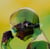 Motion Graphics