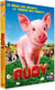Rudy, l'incorrigible petit cochon !