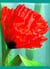 Rouge coquelicot