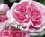 Le livre des roses