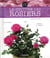 La culture des rosiers
