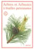 Arbres et arbustes a feuilles persistantes