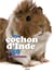 Ton cochon d'inde en 50 questions