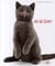 Vide de chat !
