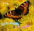 De la chenille au papillon