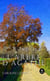 L'arbre d'Agathe