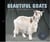 Beautiful goats