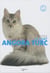 Le chat angora turc
