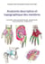 Anatomie descriptive et topographique des membres : MYOLOGIE - REGIONS ANATOMIQUES - ARTHROLOGIE - VASCULARISATION - INNERVATION