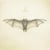 White Bat