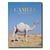 Camels from Saudi Arabia