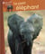 Le petit éléphant