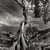 ANCIENT TREES