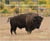 Conserving America's wildlands : the vision of Ted Turner