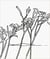 Alex katz & robert creeley edges