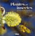 Plantes et insectes - des relations durables
