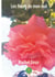 Les fleurs de mon mal