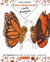 Doux bestiaire