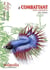 Le combattant - betta splendens