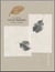 Farhad Ostovani : Variations Goldberg