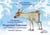 Petit Renne a peur de tout (bilingue YAKOUTE-RUSSE-ANGLAIS) : Petit Renne a peur de tout (bilingue YAKOUTE-RUSSE-ANGLAIS)