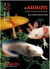 L'Axolotl