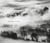 Trièves : paysage vivant