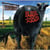 Rude Ranch - édition gatefold