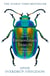 EXTRAORDINARY INSECTS