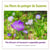 Les fleurs du potager de suzanne