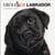 Drole de labrador