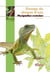 Elevage du dragon d eau - physignathus cocincinus