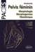 Anatomie - pelvis féminin, morphologie, morphogénèse, obsttrique