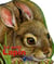 Le petit lapin